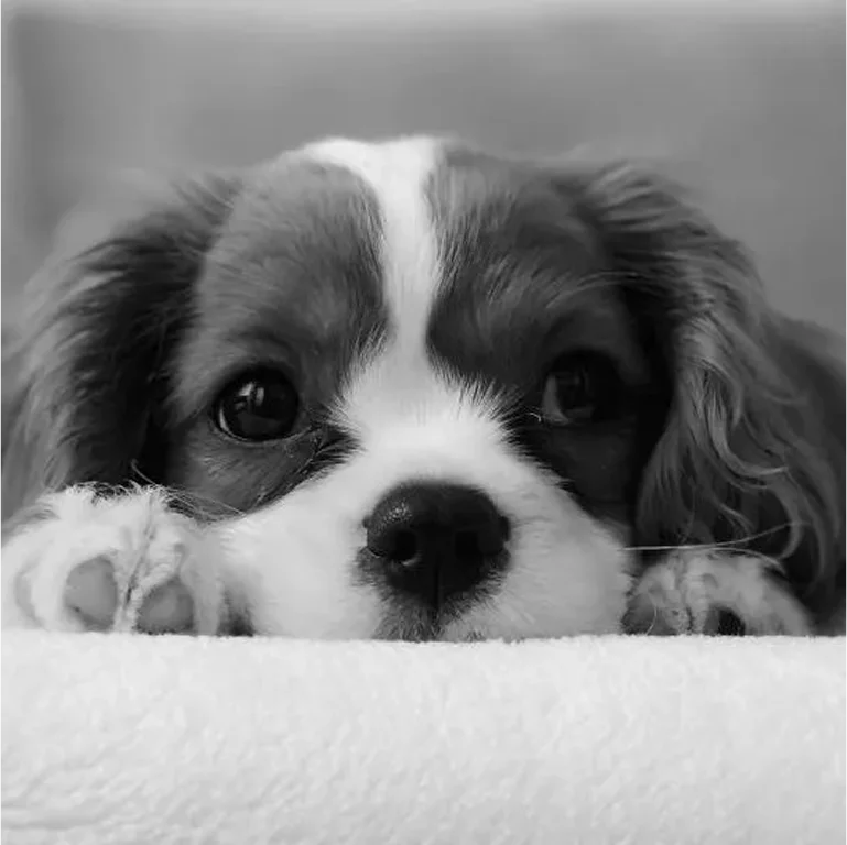 Close-up of a Cavalier King Charles Spaniel puppy resting its head.