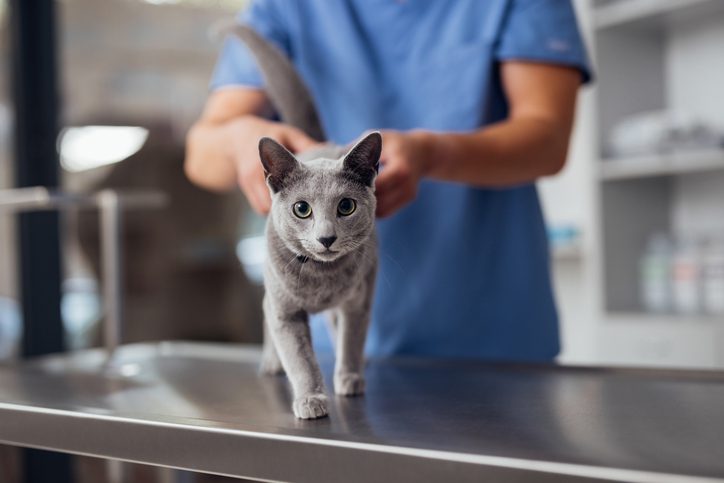 A curious gray cat walking on a vet's examination table.